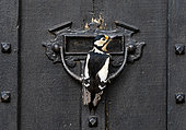 Great spotted woodpecker (Dendrocopos major) perched on a door, England