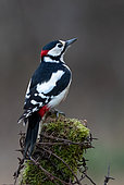 Great spotted woodpecker (Dendrocopos major) perched on top of a post, England