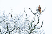 Red kite (Milvus milvus) perched in a snow covered tree, England