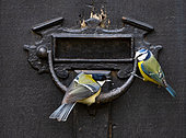 blue tit (Cyanistes caeruleus) and Great tit (Parus major) perched on a letter box, England