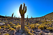 Atacama columnar cactus (Echinopsis atacamensis subsp. pasacanaor or Trichocereus pasacana), Isla del Pescado, Salar d'Uyuni, Altiplano, Bolivia.