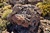 Pleistocene stromatolites, Isla del Pescado, Salar d'Uyuni, Altiplano, Bolivia.