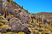 Pleistocene stromatolites and Atacama columnar cactus (Echinopsis atacamensis subsp. pasacanaor or Trichocereus pasacana), Isla del Pescado, Salar d'Uyuni, Altiplano, Bolivia.