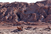 Cordillère de sel.Vallée de la lune, Désert d'Atacama. Chili.