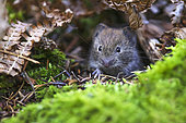 Bank vole (Myodes glareolus) at the entrance to its burrow, Auvergne, France