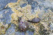 Lapidary Snail (Helicigona lapicida) on a rock after rain, Auvergne, France