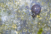 Lapidary Snail (Helicigona lapicida) on a rock after rain, Auvergne, France