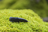 Black slug (Arion ater) on moss in a mid-mountain forest, Auvergne, France