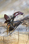 Stag beetle (Lucanus cervus) flying away, Auvergne, France