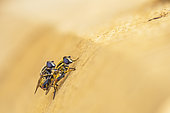 Marmalade Hover-fly (Episyrphus balteatus) mating on a wood cut, Auvergne, France