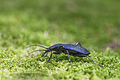 Ground beetle (Chaetocarabus intricatus) walking on moss in a forest, Auvergne, France