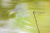 Blue-tailed damselfly (Ischnura elegans) on a twig at the edge of a pond, Auvergne, France