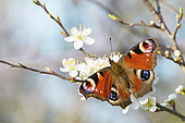 Camberwell Beauty (Aglais io) on a blackthorn (Prunus spinosa) in bloom one evening in early spring, Auvergne, France