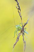 Great green bush-cricket (Tettigonia viridissima) on a grass at sunset, Auvergne, France