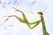 Praying mantis (Mantis religiosa) in a meadow on a summer evening, Allier, France