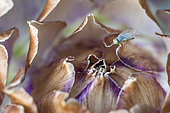 Safflower Fly (Acanthiophilus helianthi) on Wild artichoke (Cynara cardunculus), Allier, France