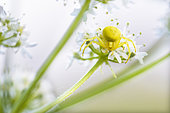 Goldenrod Spider (Misumena vatia) on Hogweed (Heracleum sphondylium) inflorescence, Auvergne, France