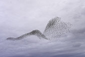 Starling (Sturnus vulgaris) flight in winter, France