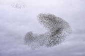 Starling (Sturnus vulgaris) flight in winter, France