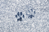 Cat's paw prints on a car under limestone dust following construction, Yonne, France
