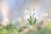 Snowdrop (Galanthus nivalis) in an undergrowth in winter, Allier, France