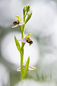 Bee orchid (Ophrys apifera) in a wild garden, France