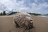 Dead inflated Black-blotched Porcupinefish (Diodon liturosus) on beach with boats in background, near Sukamade, East Java, Indonesia