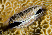 Iridescent Scallop (Pedum spondyloideum) eyes and tentacles wedged in coral, Pyramids dive site, Amed, Karangasem Regency, Bali, Indonesia, Indian Ocean