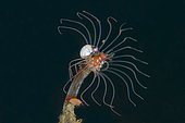 Orange Amphipod and other Amphipods (Lysianassidae Family) on Hydroid (Hydrozoa Class), I Love Amed dive site, Amed, Karangasem Regency, Bali, Indonesia, Indian Ocean