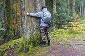 Hiker in a secondary forest hugging an old tree, Auvergne, France