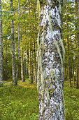 Bearded Usnea (Usnea barbata) on a silver fir (Abies alba) in an old growth forest, Auvergne, France