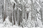 Winter forest in the Forêt des Colettes, Allier, France