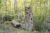 Woodpecker holes on an old Alder (Alnus glutinosa) trunk in the Tronçais forest, Allier, France