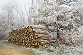 Firewood storage cut under winter frost in a forest lane, Auvergne, France