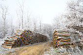 Firewood storage cut under winter frost in a forest lane, Auvergne, France