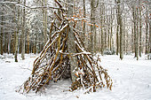 Hut under the snow in a beech forest in the Forêt des Colettes, Allier, France