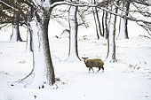 Sheep in winter in a snowy grove, Auvergne, France