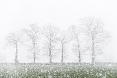 Six oak trees in an early spring snowstorm, Allier, France