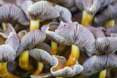 Sulphur Tuft (Hypholoma fasciculare), Allier, France