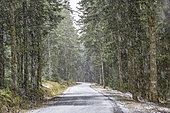 Snow falling in late winter on a low mountain road through a forest, Les Bois Noirs, Auvergne, France