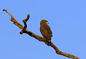 Western banded snake eagle (Circaetus cinerascens) on a branch, Casamance, Senegal