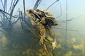 Mating toads (Bufo bufo) in a pond, city of Valencay, Indre, France