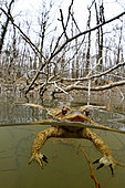 Male common toad (Bufo bufo)in a pond looking for a female during the breeding period, city of Valencay, Indre, France