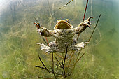Male common toad (Bufo bufo) in a pond looking for a female during the breeding period, city of Couffy, Loir et Cher, France
