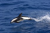 Hourglass dolphin (Lagenorhynchus cruciger), Hourglass Dolphin, Hourglass Dolphins, dolphins, marine mammals, animals, mammals, whales, toothed whales, Hourglass Dolphin adult, porpoising from sea, South Atlantic Ocean, South Georgia