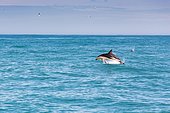 Hector's Dolphin (Cephalorhynchus hectori) jumping out of the water, Ferniehurst, Canterbury Region, New Zealand, Oceania