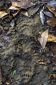 Empreintes de blaireau (Meles meles). Traces de Blaireau d'Eurasie (Meles meles) dans la boue, France
