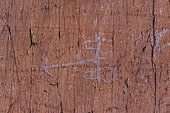 Gravure rupestre dans le Vallon de Fontanalba. Attelage vu de dessus - Pétroglyphes gravés par martelage en cupules dans des pelites du permien. Zone réglementée des Merveilles et Fontanalba, où sont protégées des milliers de gravures néolithiques datant de l'age du bronze (- 3000 ans) - PN du Mercantour - Alpes Maritimes - France