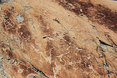 Gravures rupestres de la Voie Sacrée, dans le Vallon de Fontana. Paysan et sa charrue (araire) attelée, célèbre pétroglyphe parmi des milliers gravés par martelage en cupules dans des pelites du permien. Zone réglementée des Merveilles et Fontanalba, où sont protégées des milliers de gravures néolithiques datant de l'age du bronze (- 3000 ans) - PN du Mercantour - Alpes Maritimes - France