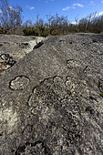 Calcicolous gelatinous lichen (Lathagrium cristatum), Collema or Lathagrium cristatum, characteristic centrifugal growth, gelatinous species with Nostoc, diameter over 10 cm, France